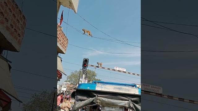 Monkey beby moy moy#animals#animalt#anima#monkey #sorts #viralvideo #youtubeshorts #shortsfeed Monkey beby moy moy#animals#animalt#anima#monkey #sorts #viralvideo #youtubeshorts #shortsfeed