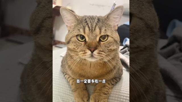 打工赚钱给猫买罐罐 #我和我的猫 #这小猫谁养谁不迷糊啊 打工赚钱给猫买罐罐 #我和我的猫 #这小猫谁养谁不迷糊啊