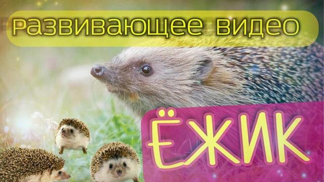 Ёжик. развивающее видео для детей. Ёжик. развивающее видео для детей.
