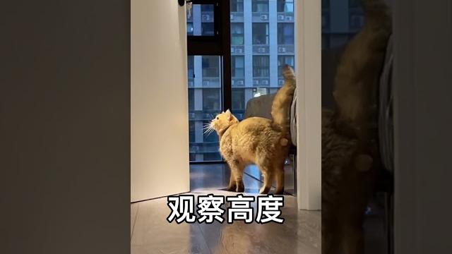 【pupu噗噗】猫咪的报复心能有多强 #shorts 【pupu噗噗】猫咪的报复心能有多强 #shorts