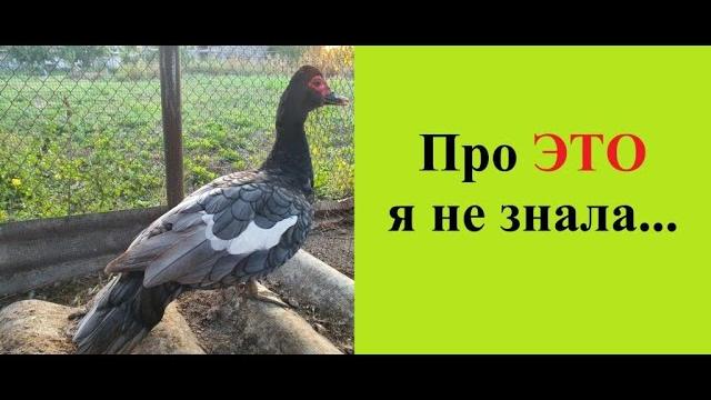 Мускусные утки, индоутки, шипуны. особенности поведения, расселение по семьям. узнала новое для себя Мускусные утки, индоутки, шипуны. особенности поведения, расселение по семьям. узнала новое для себя