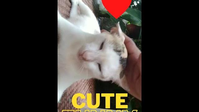 Rub that pussy cat Rub that pussy cat