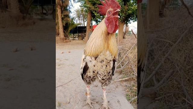 Chicken crowing sound #chicken #cock #rooster Chicken crowing sound #chicken #cock #rooster