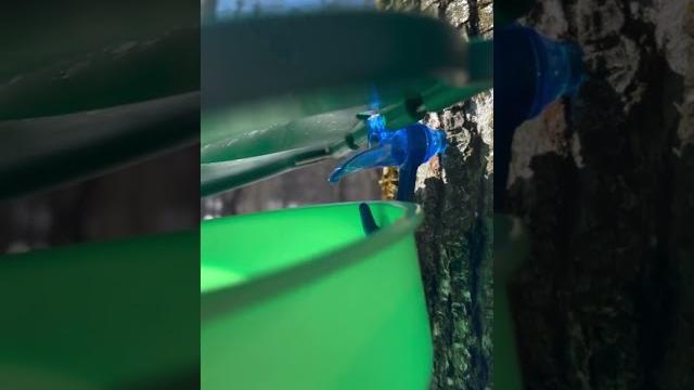 Maple sap dripping asmr Maple sap dripping asmr