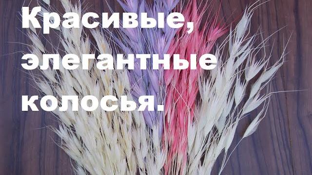 Мой овсюг. две разновидности. Мой овсюг. две разновидности.