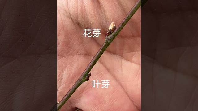 【如何辨别桃树的花芽和叶芽】 【如何辨别桃树的花芽和叶芽】