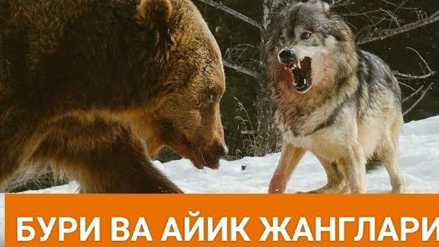 Йирткичлар жанги бури ва айик карамакаршилиги #дахшатли Йирткичлар жанги бури ва айик карамакаршилиги #дахшатли