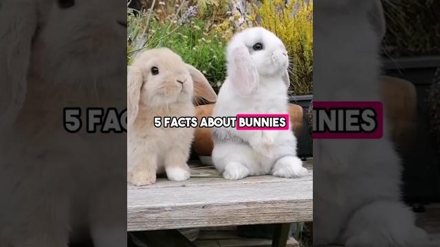 5 bunny facts that will blow your mind 5 bunny facts that will blow your mind