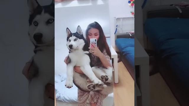 二哈,养哈士奇 不拿来玩那将毫无意义 二哈,养哈士奇 不拿来玩那将毫无意义