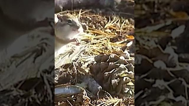 Кедр: вечнозеленый гигант #природа #деревья #кедр Кедр: вечнозеленый гигант #природа #деревья #кедр