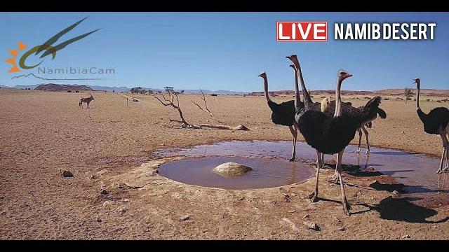 Namibia: live stream in the namib desert Namibia: live stream in the namib desert