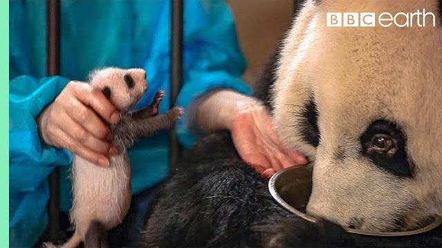 Panda doesn't realise she's had twins! | bbc earth Panda doesn't realise she's had twins! | bbc earth