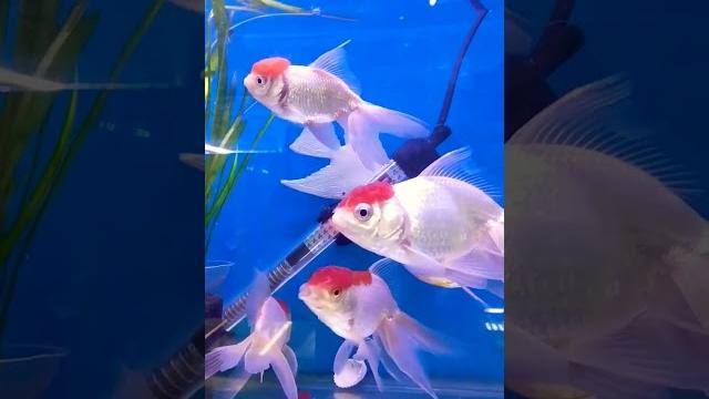My cute redcap oranda goldfish in my tank #redcapgoldfish #orenda #goldfish #aquarium #viralvideo My cute redcap oranda goldfish in my tank #redcapgoldfish #orenda #goldfish #aquarium #viralvideo