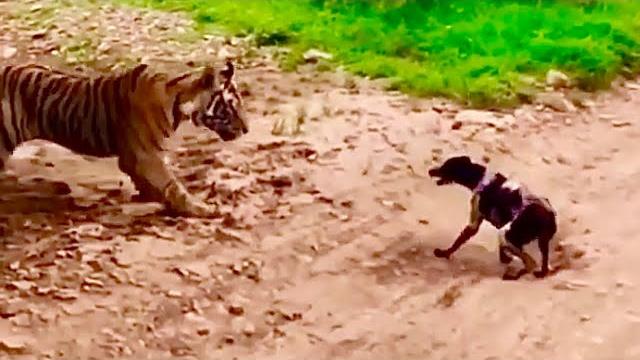 Tiger attacks and kills stray dog. carries off to eat. Tiger attacks and kills stray dog. carries off to eat.