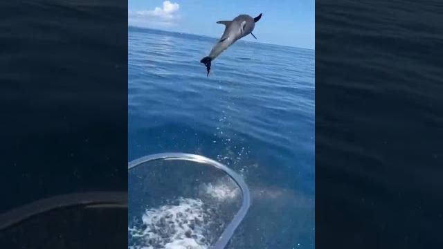 Dolphin olympic! Dolphin olympic!