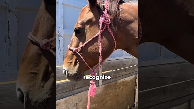 This mother horse refuses her baby This mother horse refuses her baby
