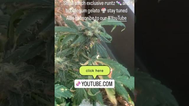 Just a grow we watching #gelato #runtz with a f1wilson cross this should be delicious i missed y’all Just a grow we watching #gelato #runtz with a f1wilson cross this should be delicious i missed y’all