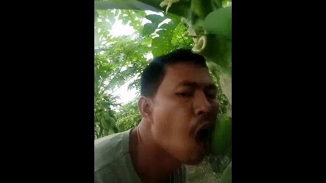 Desahan dayak Desahan dayak