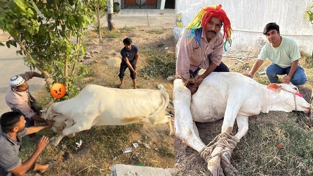 Qasai ny hmara janwar qurban kr dea sab ko mar na lga Qasai ny hmara janwar qurban kr dea sab ko mar na lga