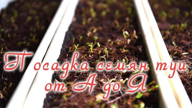 Посадка семян туи от а до я Посадка семян туи от а до я