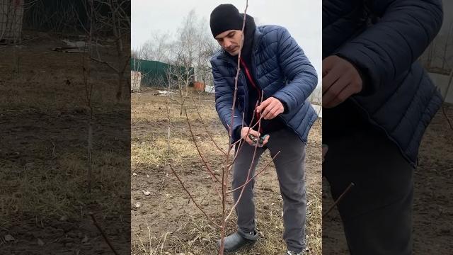 Обрезка груши. формирую крону Обрезка груши. формирую крону