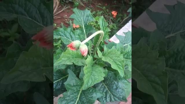 Twin buds Twin buds