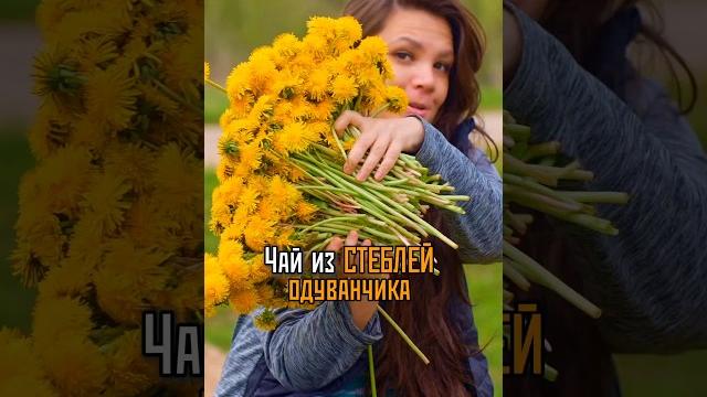 Черный чай из стеблей одуванчика Черный чай из стеблей одуванчика