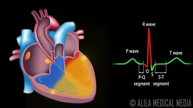 Cardiac conduction system and understanding ecg, animation. Cardiac conduction system and understanding ecg, animation.