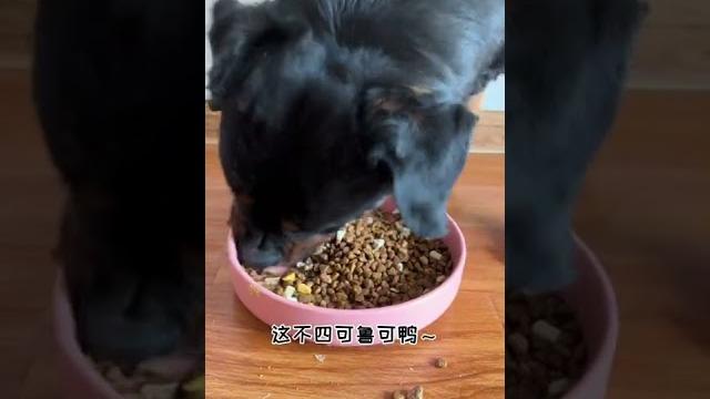 【喵可酱】给大家表演一个奶思吃饭~ 【喵可酱】给大家表演一个奶思吃饭~