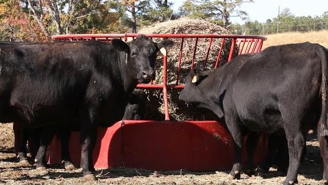 Alternative feeding for cattle Alternative feeding for cattle