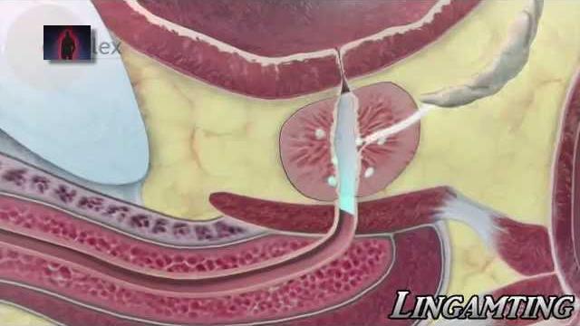 男生下半身思考原理【3d透視解說】 男生下半身思考原理【3d透視解說】