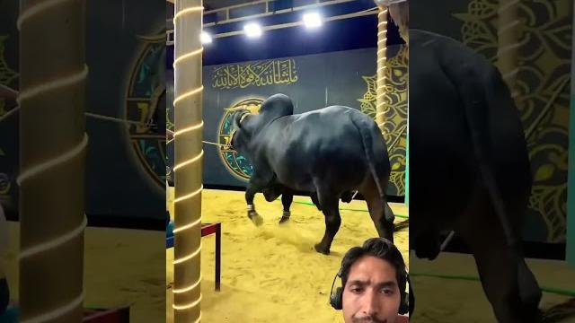 Jameel memon mandi 2025 | northern bypass cattle market 2025 #cattle #ytshort #viralvideo Jameel memon mandi 2025 | northern bypass cattle market 2025 #cattle #ytshort #viralvideo