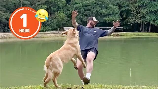 Funniest pets of 2024...so far | best compilation Funniest pets of 2024...so far | best compilation