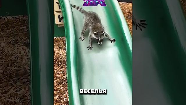 Домашний енот Домашний енот