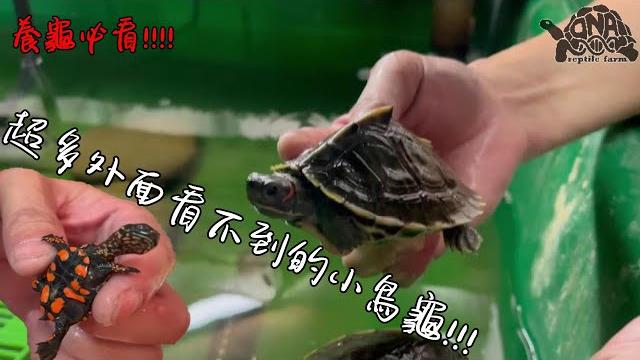 Dna台中場拍攝之旅ep1 超多珍稀物種!!【九桃分享養爬蟲-《reptiles》】 Dna台中場拍攝之旅ep1 超多珍稀物種!!【九桃分享養爬蟲-《reptiles》】