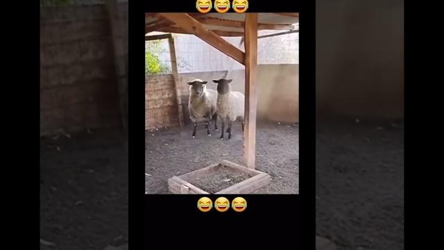 Салют бараны, шашлык будем? Салют бараны, шашлык будем?