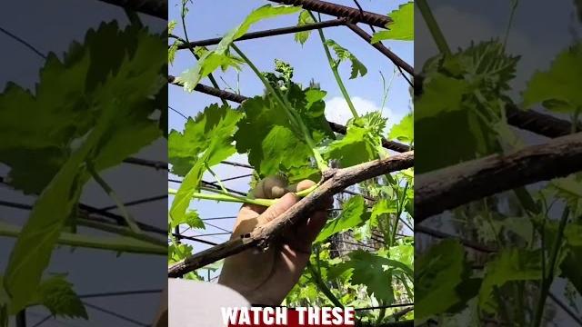 Watch these grapes grow in real time! #grapenation #fruit #grape #wine #vineyard #garden #farm #how Watch these grapes grow in real time! #grapenation #fruit #grape #wine #vineyard #garden #farm #how