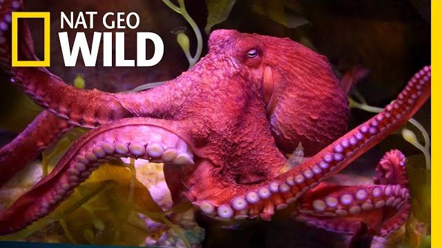 Octopuses 101 | nat geo wild Octopuses 101 | nat geo wild