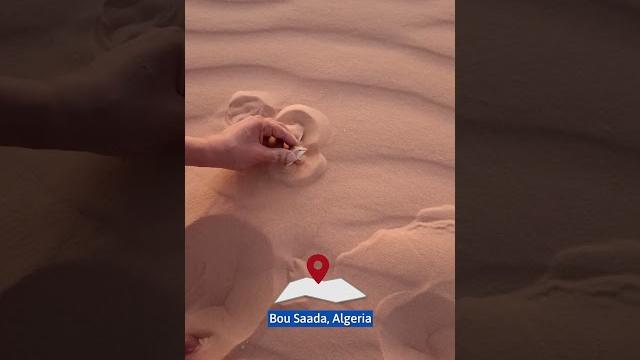 Sandfish hiding underneath the sand Sandfish hiding underneath the sand