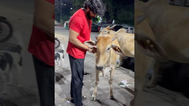 Apne #nandi maharaj or #gaumata ko late night reflector belt pehnatae #harharmahadev #animals #gau Apne #nandi maharaj or #gaumata ko late night reflector belt pehnatae #harharmahadev #animals #gau