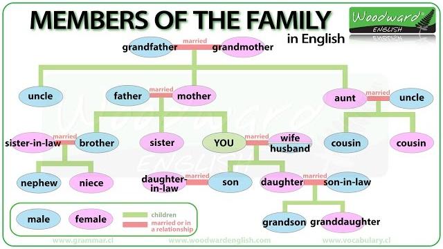 Members of the family in english | learn english vocabulary | family tree in english Members of the family in english | learn english vocabulary | family tree in english
