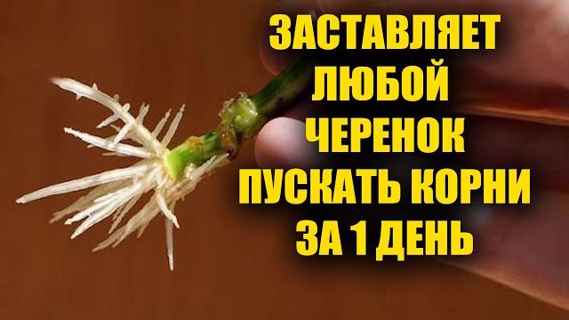 Самый простой способ укоренить любой черенок! черенкование любых черенков от роз до винограда! Самый простой способ укоренить любой черенок! черенкование любых черенков от роз до винограда!