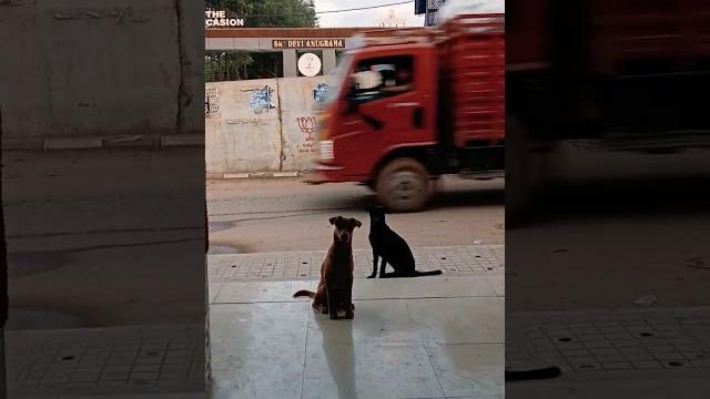 #doghugs #puppyhappiness #periscopelive #peticot #doha #dogmagictrick #dogefam #horses #vlogger #v #doghugs #puppyhappiness #periscopelive #peticot #doha #dogmagictrick #dogefam #horses #vlogger #v