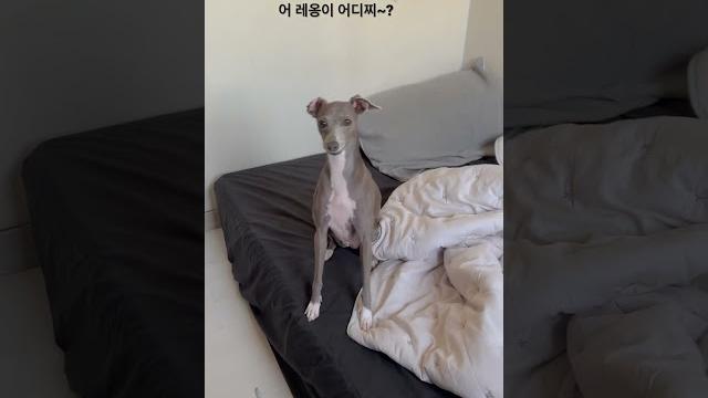 어레옹이어디찌? 어레옹이어디찌?