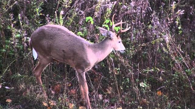 White-tailed buck pops pimple White-tailed buck pops pimple
