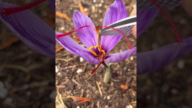 Saffron crocus Saffron crocus