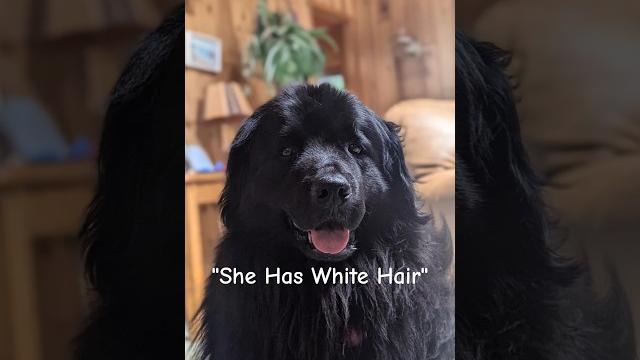 When people say yuka looks old ️ #yuka #puppy #dog #newfoundlanddog #sad #6yearsold #yukabearyt When people say yuka looks old ️ #yuka #puppy #dog #newfoundlanddog #sad #6yearsold #yukabearyt