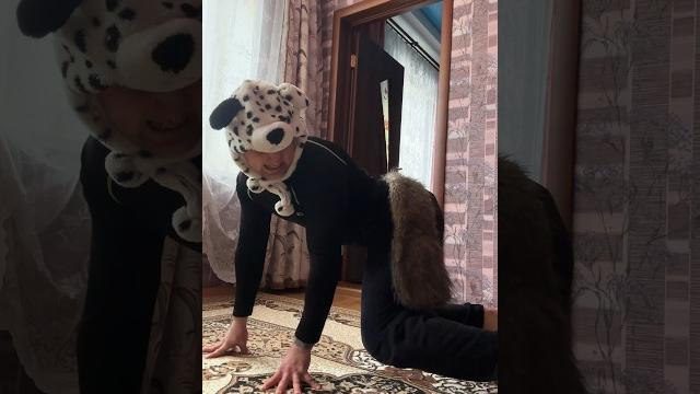 Типичная собака (смешное видео, юмор, приколы, поржать) Типичная собака (смешное видео, юмор, приколы, поржать)