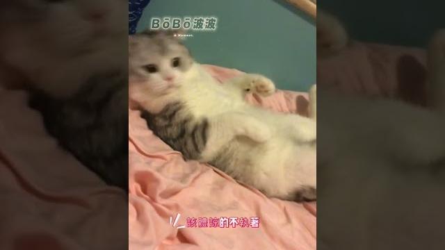 割蛋回憶錄 波波 割蛋回憶錄 波波