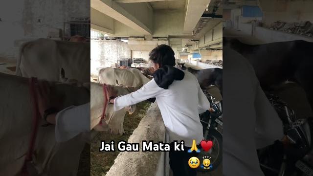 Jai gau mata ki ️️#viralvideo #gaumata #gauseva #indiancow #gau#gaumatakijaiho #gaumatahelp Jai gau mata ki ️️#viralvideo #gaumata #gauseva #indiancow #gau#gaumatakijaiho #gaumatahelp